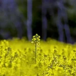 Зростання мит на сою і ріпак підірве довіру до українського експорту в світі – експерти
